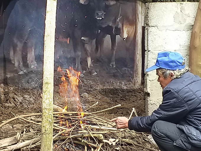 Bà con đốt lữa để sưởi ấm cho trâu, bò trong những ngày giá rét. Ảnh: N. Phùng