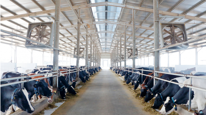 Trang trại bò sữa ứng dụng công nghệ cao tại Công ty Cổ phần Anova Agri Bình Dương. Ảnh: PB