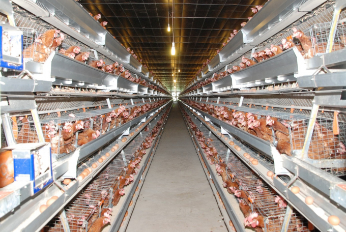 Trang trại nuôi gà áp dụng dây chuyền công nghệ hiện đại của Công ty Cổ phần Ba Huân (trang trại Bình Dương). Ảnh: SNNBD