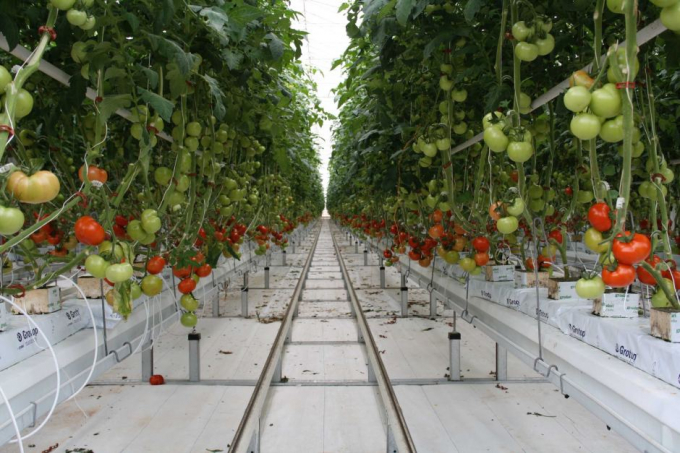 Cà chua trồng trong nhà kính có thể cao tới 13 mét.