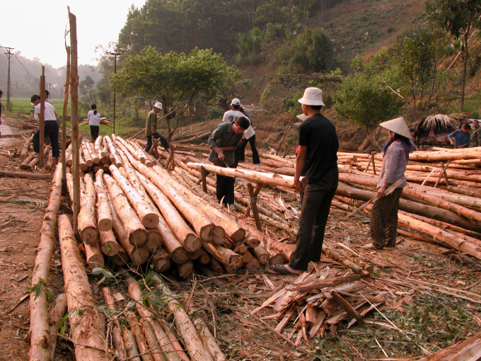 Công nghệ khai thác, chế biến gỗ của Nghệ An vẫn còn rất thô sơ, lạc hậu. Ảnh: TL