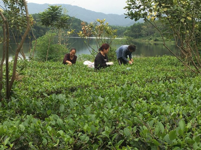 Đến hồ Ghềnh Chè, du khách còn được kêt nối trải nghiệm vùng chè hữu cơ Khe Lim, sản phẩm đạt tiêu chuẩn OCOP 4 sao. Ảnh: Đồng Văn Thưởng.
