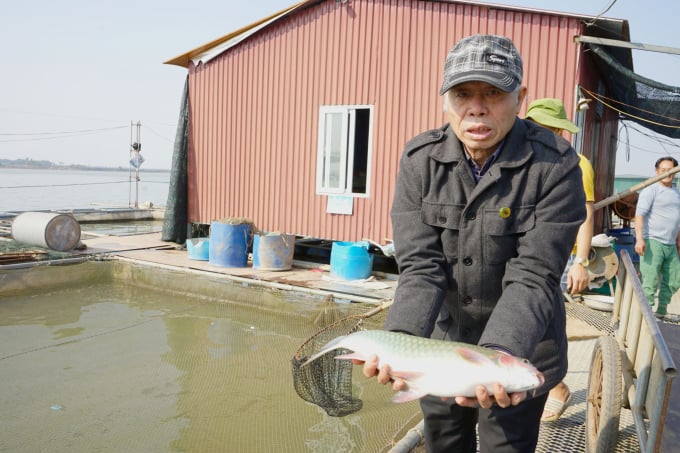 3 lồng cá bỗng nuôi trên sông Hồng 5 năm giúp ông Thắng thu về 6 tấn, doanh thu trên 1 tỷ đồng. Ảnh: Hoàng Dân.