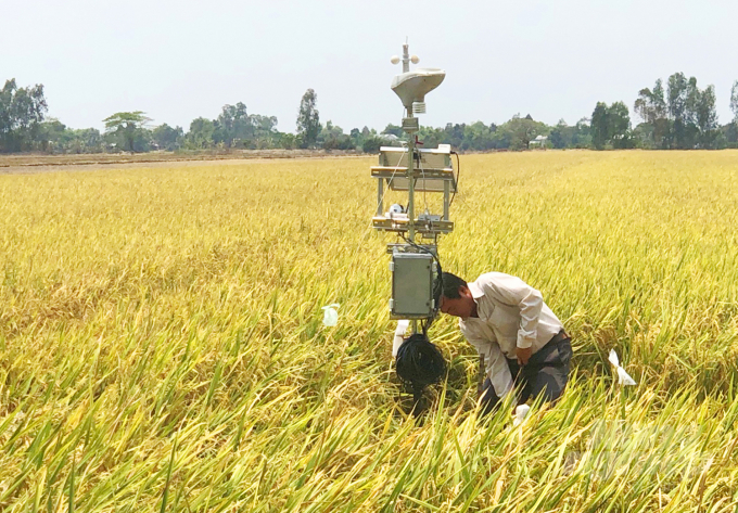 Ứng dụng thiết bị công nghệ thông minh trong sản xuất lúa ở ĐBSCL giúp thích ứng tốt với biến đổi khí hậu. Ảnh: Trung Chánh.