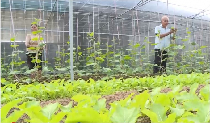 Nhờ trồng rau trong nhà lưới, nông dân xã Cẩm Trung đã chủ động sản xuất quanh năm, kể cả trái vụ. Ảnh: HT