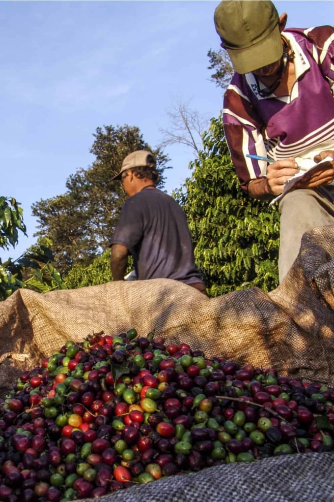 Có rất ít bằng chứng về nỗ lực của các nhà rang xay và kinh doanh cà phê thế giới nhằm ngăn chặn nạn phá rừng trồng cà phê và lạm dụng lao động. Ảnh: Luckybelly