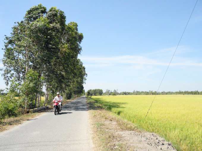 Trồng cây xanh góp phần tạo cảnh quan xanh, sạch, đẹp cho tuyến đường nông thôn. Ảnh: Thành Quang.
