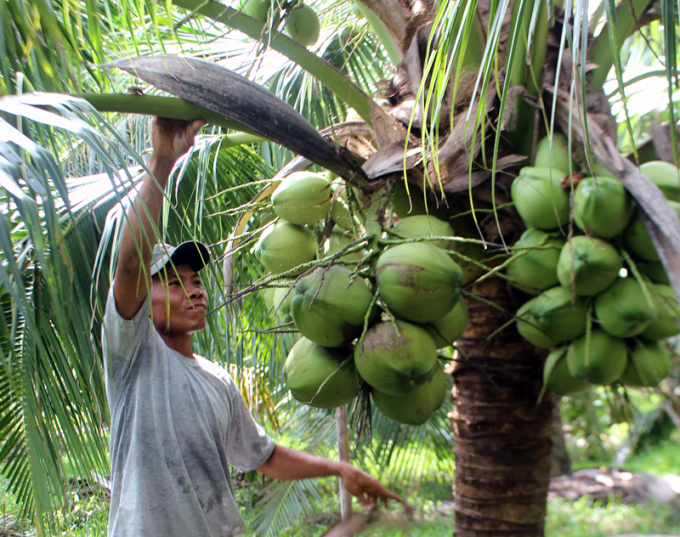 Dừa là một trong những mặt hàng rau quả xuất khẩu nhiều nhất sang Thái Lan trong năm qua. Ảnh: TL.