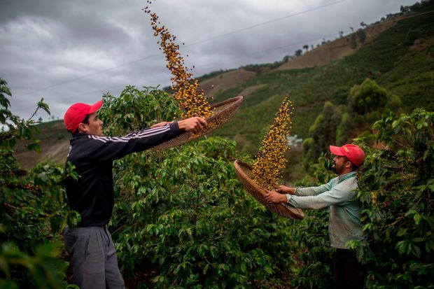 Hàng chục triệu hộ nông dân trồng cà phê nhỏ lẻ chịu thiệt thòi, trong khi các công ty kinh doanh lại hưởng lợi lớn. Ảnh: WSJ