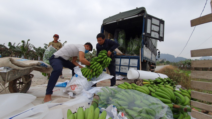 Một vài thương lái thu mua chuối cho người dân nhưng chỉ chọn những buồng đẹp, giá thấp hẳn so với trước khi dịch Covid-19 bùng phát trở lại. Ảnh: Đinh Mười.