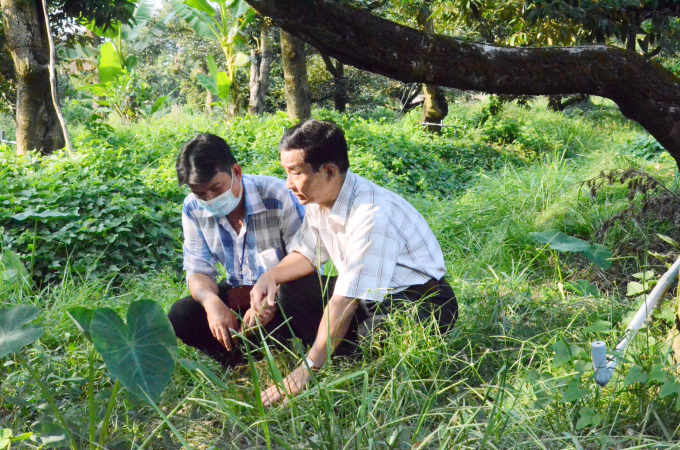 Ông Võ Văn Men (phải), Chi cục trưởng Chi cục Trồng trọt và BVTV Kiên Giang kiểm tra ẩm độ gốc sầu riêng. Ảnh: Minh Đảm.