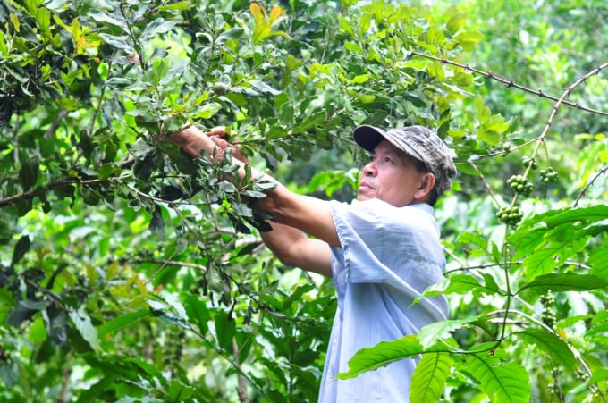 Cà phê trồng xen mắc ca đang được nhiều hộ trồng cà phê áp dụng tại huyện Di Linh (Lâm Đồng). Ảnh: Minh Hậu