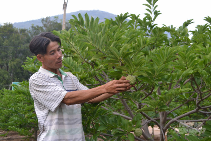 Vườn mãng cầu của ông Nguyễn Văn Nam được ủ rơm nhằm giữ ẩm và tạo đệm hữu cơ cho đất. Ảnh: Trần Trung.