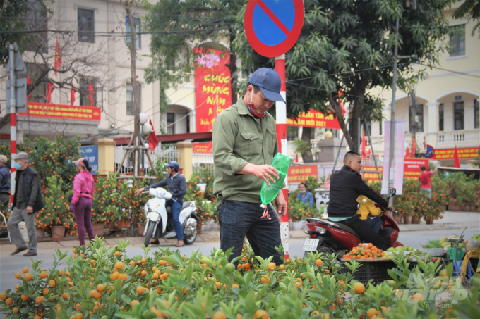 Ông Nguyễn Văn Thành cảm thấy may mắn vì ít ra còn được mang quất cảnh lên Hà Nội để bán. Ảnh: Phạm Hiếu.