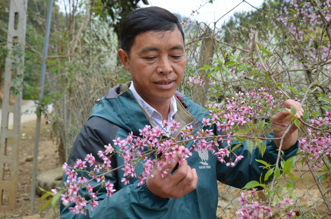 Cây 'đào rừng' nhà anh Chơ. Ảnh: Dương Đình Tường.