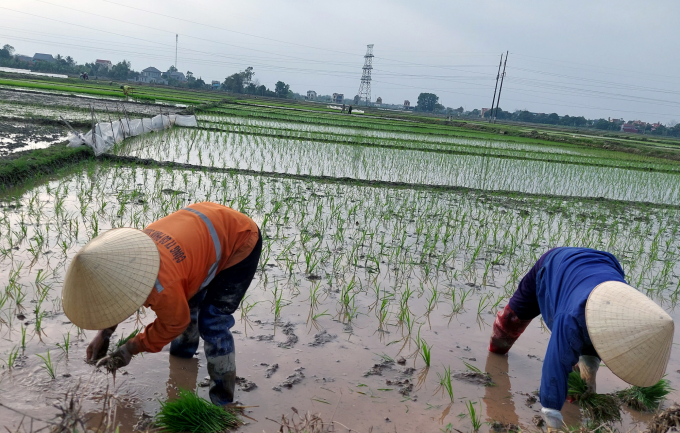 Nông dân Thanh Hóa đã gieo cấy được gần 60% diện tích lúa vụ đông xuân theo kế hoạch. Ảnh: Võ Dũng.