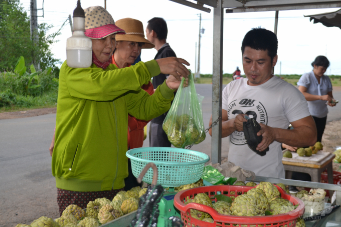 Vùng chuyên canh mãng cầu dưới chân núi Bà Đen níu chân du khách mỗi dịp tết đến xuân về. Ảnh: Trần Trung.