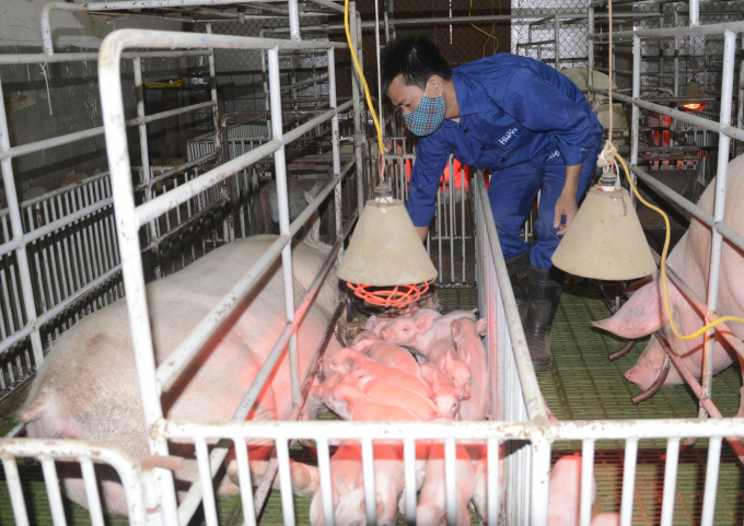 Trung tâm Nghiên cứu lợn Thụy Phương đã và đang nuôi giữ, phát triển, chuyển giao các giống lợn có năng suất, chất lượng hàng đầu trên thế giới như: Landrace, Yorkshire, Duroc. Ảnh: Minh Phúc.