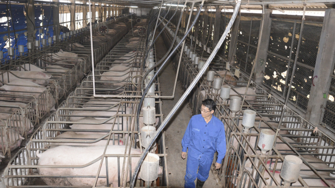 Hàng năm, Trung tâm Nghiên cứu lợn Thụy Phương có thể cung cấp cho sản xuất 4.500 - 5.000 lợn hậu bị giống các loại. Ảnh: Minh Phúc.
