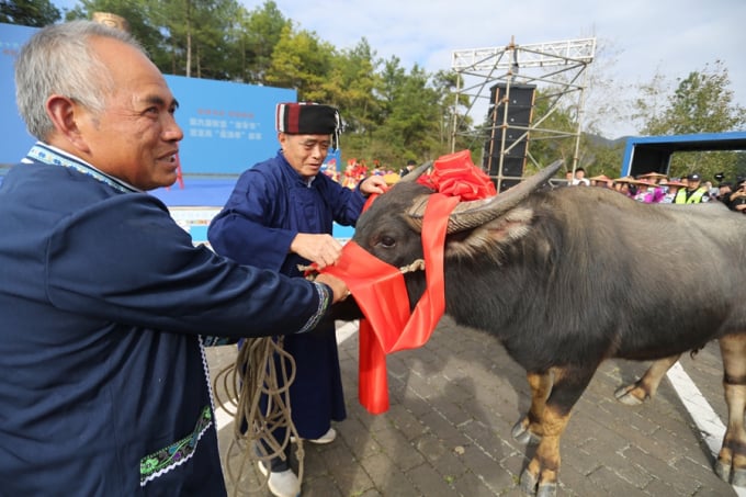 Người Bouyei ở tỉnh Quý Châu tổ chức lễ hội cảm ơn trâu vào ngày 15 tháng 11 hàng năm. Ảnh: THX