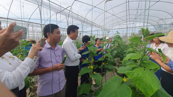 Mô hình sản xuất nông nghiệp an toàn, liên kết tiêu thụ sản phẩm gắn với truy xuất nguồn gốc tại huyện Kiến Thụy. Ảnh: Đinh Mười.