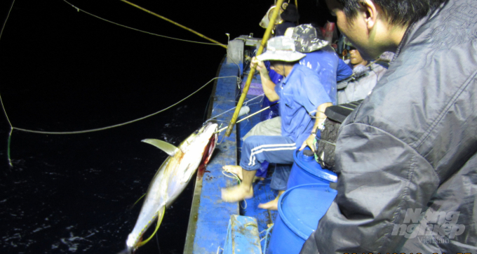 Thuyền viên đi bạn trên những tàu lưới vây của lão ngư Bùi Thanh Ninh ai câu được cá ngừ đại dương thì đó là nguồn thu nhập thêm của riêng của mình. Ảnh: Vũ Đình Thung.