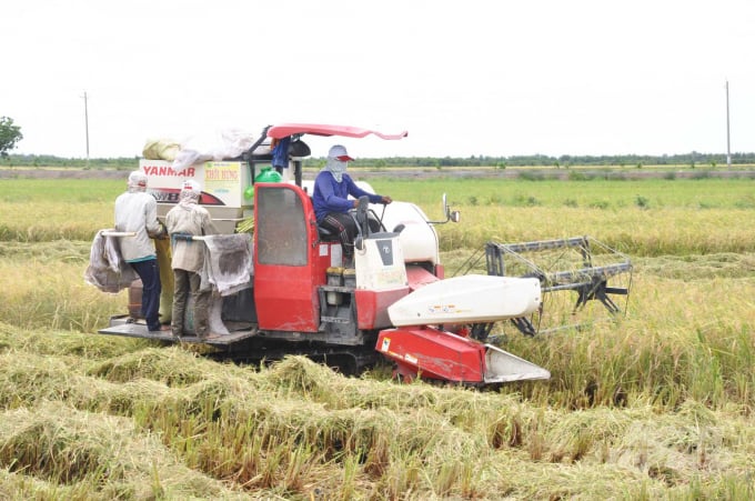 Công ty CP Trung An đầu tư sản xuất lúa gạo trên cánh đồng lớn. Ảnh: HĐ.