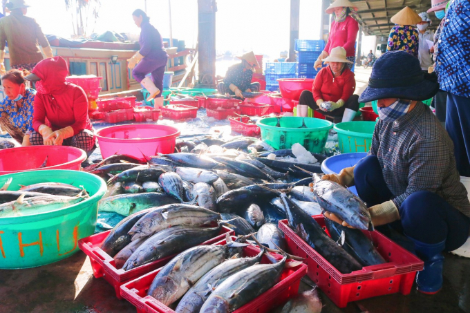 Tàu ngư dân Huỳnh Hóa có lộc biển đầu năm với sản lượng đánh bắt được 10 tấn cá ngừ sọc dưa. Ảnh: KS.