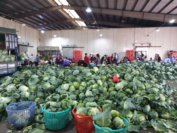 Hàng nghìn tấn rau đang đóng gói, chờ xuất khẩu tại Công ty Cổ phần Xuất khẩu nông sản Hưng Việt. Ảnh: HV