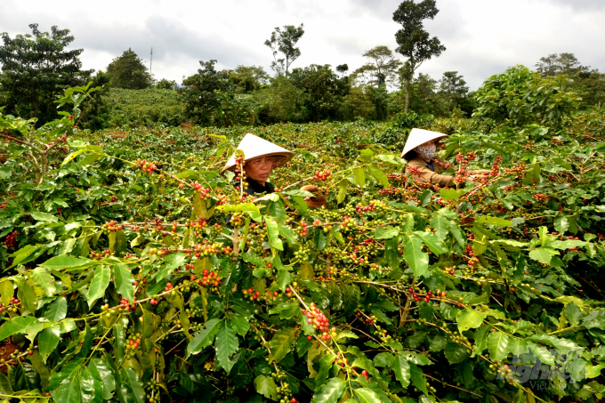 Cây cà phê là nguồn thu nhập chính của hàng ngàn hộ gia đình ở huyện miền núi Hướng Hóa, Quảng Trị. Ảnh: Công Điền.
