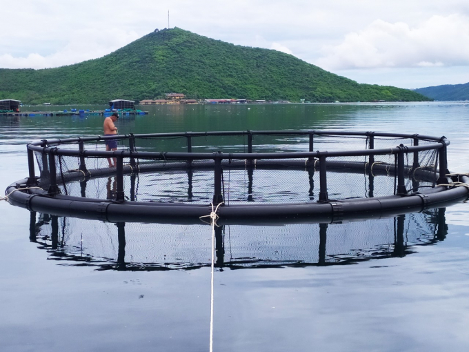 Mô hình nuôi biển cá dò bằng lồng HPDE do Trung tâm Khuyến nông Khánh Hòa triển khai bước đầu mang lại hiệu quả. Ảnh: KS.
