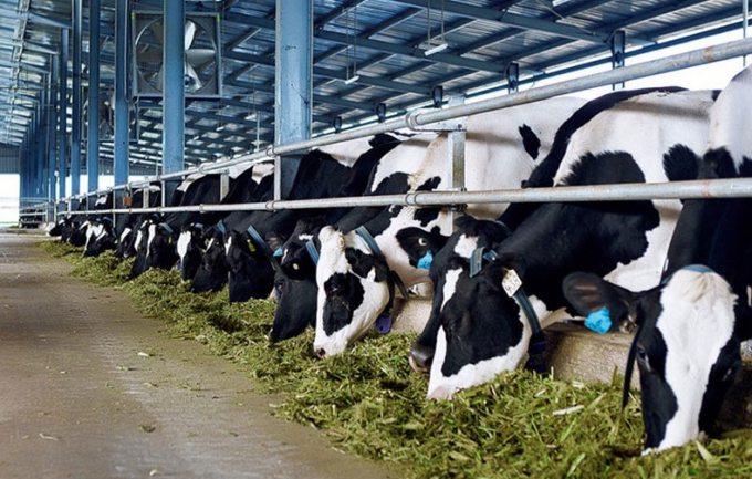 Mô hình Hợp tác xã bò sữa Tân Thông Hội đang mang lại hiệu quả tích cực.