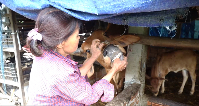 Dịch lở mồm long móng xuất hiện tại tỉnh Quảng Ngãi hơn 1 tháng qua khiến cho hàng trăm con gia súc bị nhiễm bệnh. Ảnh: L.K.