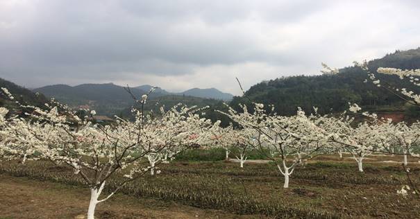 năm 2021, tỉnh Lào Cai phát triển, mở rộng 287ha cây ăn quả ôn đới theo hướng nâng cao chất lượng. Ảnh: Lưu Hòa.