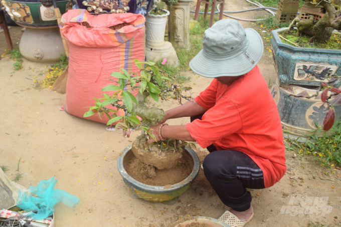 Chủ nhà vườn Nguyễn Xuân Hà đang thay chậu cho1 cây mai. Ảnh: Vũ Đình Thung.