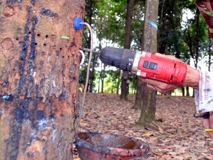 Bà Trần Thị M. đang sử dụng máy để khoan và bơm khí ethylen vào thân cây. Ảnh: Trần Trung.