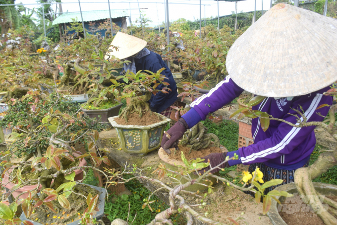 Các lao động nữ trong nhà vườn Xuân Hà đang xới xáo đất cho những cây mai. Ảnh: Vũ Đình Thung.