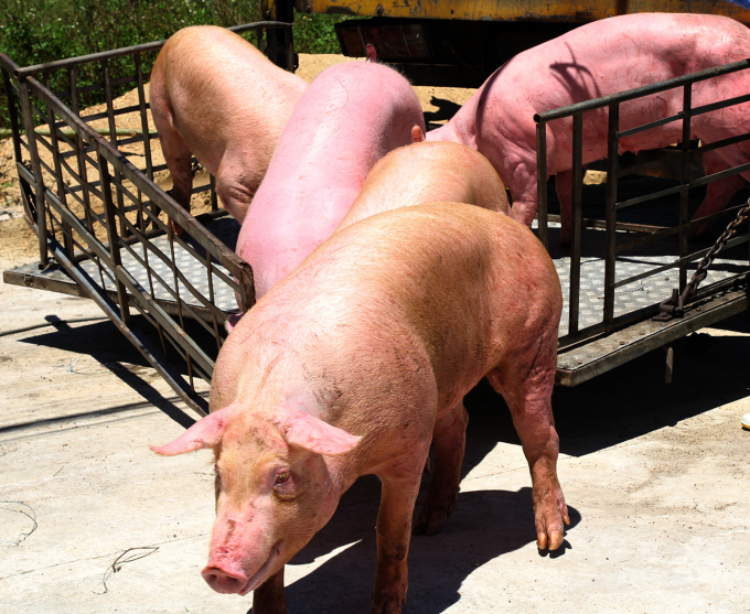 Nếu được chấp thuận chủ trương đầu tư, một trang trại lợn công nghiệp quy mô hàng chục ngàn con sẽ mọc lên giữa rừng sản xuất. Ảnh minh họa: Việt Khánh.