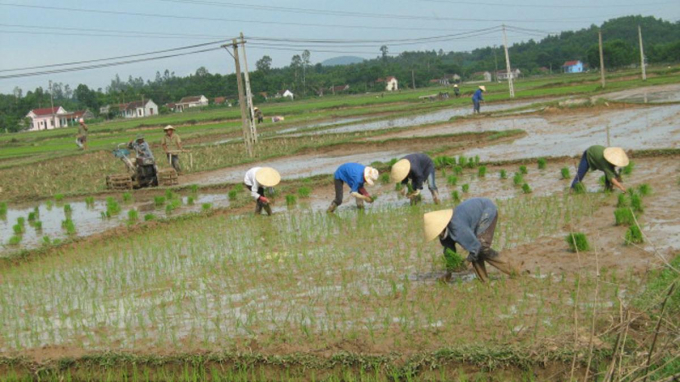 Nông dân Quỳnh Lưu gấp rút hoàn thành cấy lúa vụ xuân 2021. Ảnh: Hồ Quang.