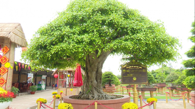 Cây sanh bonsai của ông Lộc xác lập kỷ lục 'Cây Sanh bon sai có đường kính tán lớn nhất Việt Nam'. Ảnh: Thanh Nghĩa.
