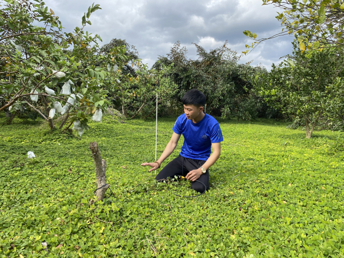 Anh Nguyễn Đức Thành ở thôn Hiệp Hòa, xã Quảng Hiệp, huyện Cư M’gar áp dụng thảm thực vật trên vườn cây ăn quả của gia đình. Ảnh: Trung Dũng.