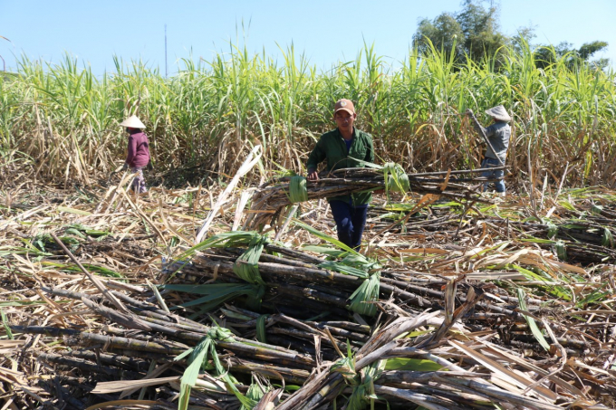 Hiện nông dân trồng mía trên địa bàn TX Ninh Hòa đang bước vào vụ thu hoạch niên vụ 2020-2021. Ảnh: KS.