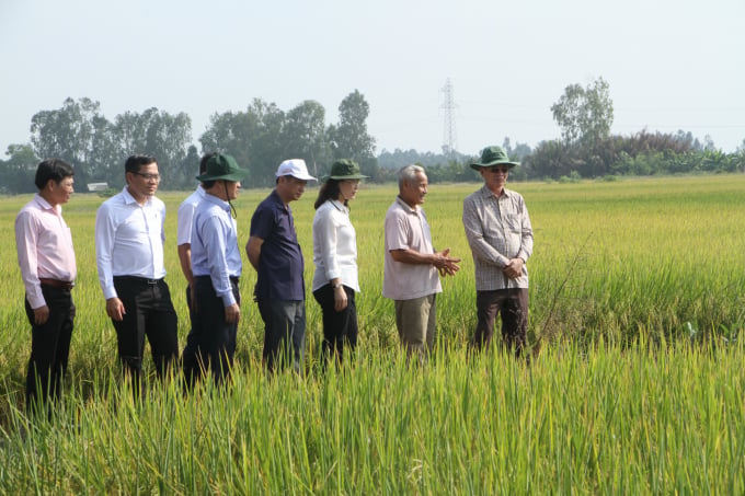 Lãnh đạo tỉnh Bạc Liêu khảo sát cánh đồng lúa tại huyện Hồng Dân. Ảnh: Trọng Linh.