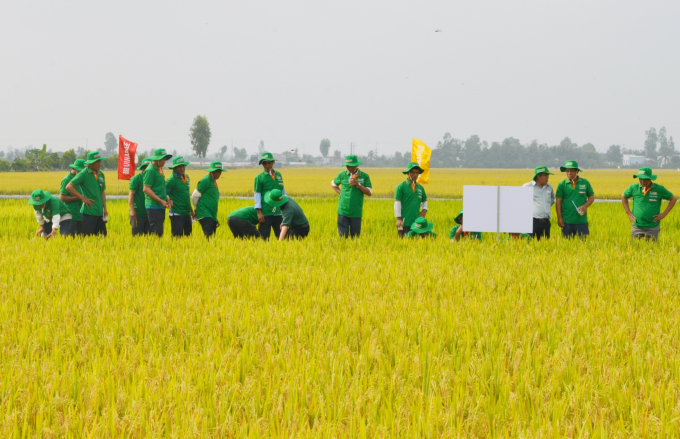 Nông dân các tỉnh ĐBSCL tham quan mô hình trình diễn các giống lúa của Vinarice. Ảnh: Minh Đảm.