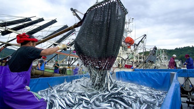 Cá thu đao nói riêng và các nguồn lợi thủy sản nói chung tại các ngư trường đều bị suy giảm nghiêm trọng. Ảnh: JapanTimes