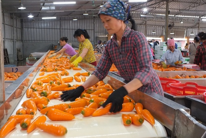 Do ảnh hưởng của dịch bệnh Covid-19, nhiều mặt hàng nông sản vụ đông của tỉnh Hải Dương sụt giảm và khó tiêu thụ, nhưng giá cà rốt vẫn ổn định do giữ vững thị trường xuất khẩu.