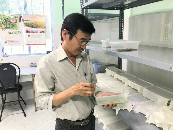 Ông Đỗ Văn Vấn, Giám đốc Trung tâm BVTV phía Nam kiểm tra mumy ong ký sinh trước khi chuyển giao cho các địa phương phóng thích ra tự nhiên. Ảnh: Minh Đảm.