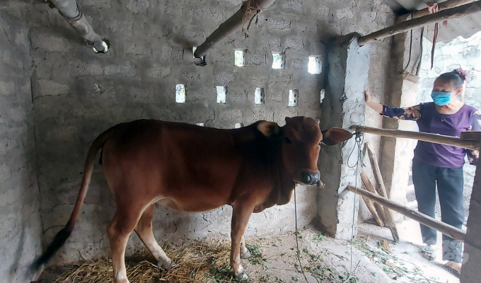 Con bò cái của bà Hưởng bị bệnh viêm da nổi cục đã được chữa khỏi các triệu chứng lâm sàng. Ảnh: Võ Dũng.