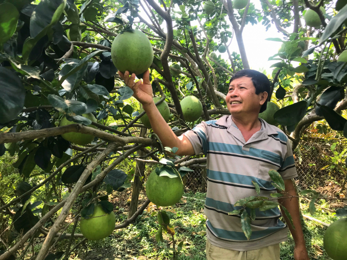 Ông Lê Văn Khanh, một trong những nhà nông có nhiều kinh nghiệm áp dụng phương pháp nuôi kiến vàng trên vườn bưởi. Ảnh: Minh Đảm.