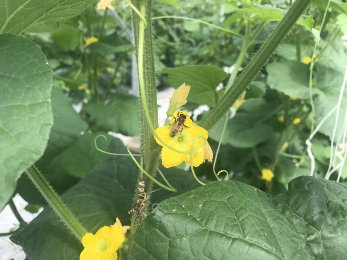 Dùng ong thụ phấn cho dưa lưới tăng tỷ lệ đậu trái cao, không tốn công lao động. Ảnh: Minh Đảm.